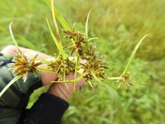 Cyperus fuscus