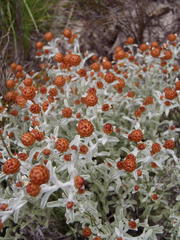 Helichrysum cochleariforme
