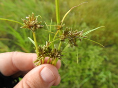 Cyperus fuscus