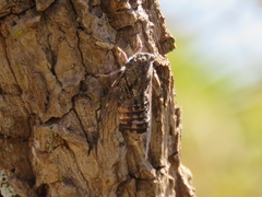 Guyalna platyrhina