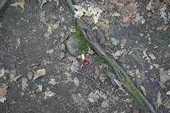Russula