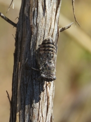 Guyalna platyrhina