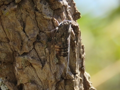 Guyalna platyrhina