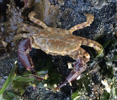 Lophopanopeus bellus