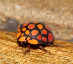Steganocerus multipunctatus