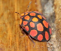 Steganocerus multipunctatus