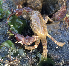 Lophopanopeus bellus