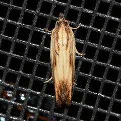 Eucosma radiatana