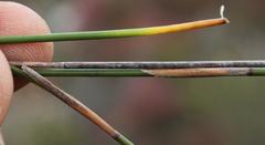 Hypodiscus argenteus