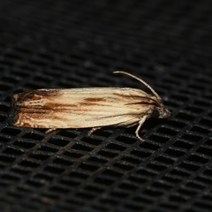Eucosma radiatana
