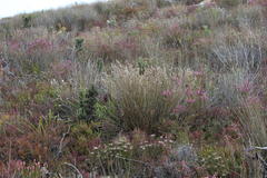 Hypodiscus argenteus