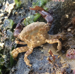 Lophopanopeus bellus