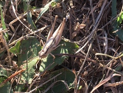 Euchorthippus elegantulus