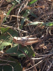 Euchorthippus elegantulus