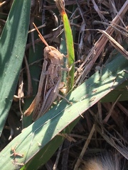 Euchorthippus elegantulus