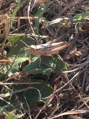 Euchorthippus elegantulus