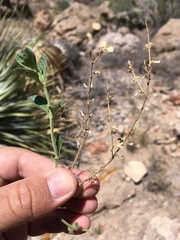 Scutellaria potosina
