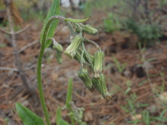 Hieracium crepidispermum