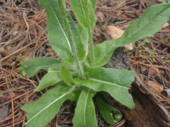 Hieracium crepidispermum