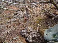 Crassula tomentosa