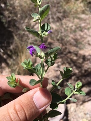 Scutellaria potosina