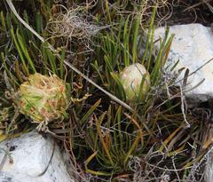 Protea aspera