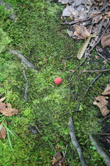 Fungi