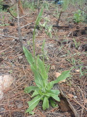 Hieracium crepidispermum