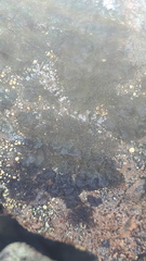 Pseudephebe pubescens