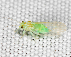 Cacopsylla annulata