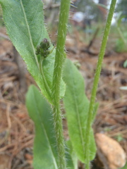 Hieracium crepidispermum
