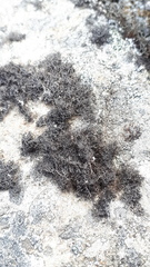 Pseudephebe pubescens