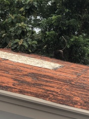 Semnopithecus vetulus