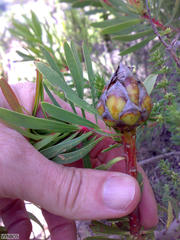 Protea lanceolata