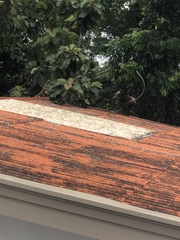 Semnopithecus vetulus