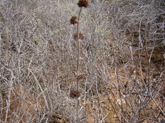 Crassula tomentosa