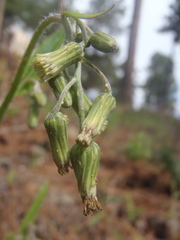 Hieracium crepidispermum