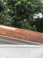 Semnopithecus vetulus