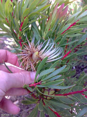 Protea lanceolata