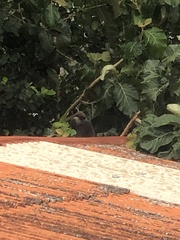 Semnopithecus vetulus