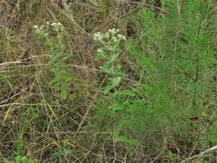 Eupatorium × truncatum