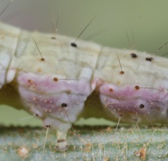 Ypsolopha