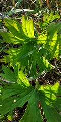 Aconitum lasiostomum