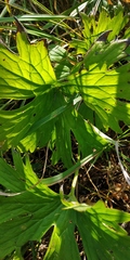 Aconitum lasiostomum