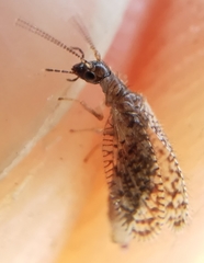Psectra diptera