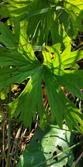 Aconitum lasiostomum