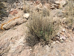 Scutellaria potosina