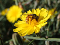 Andrena isis