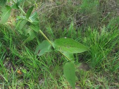 Eupatorium × truncatum