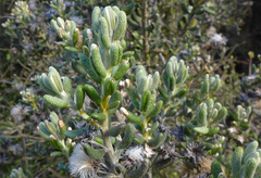 Olearia cymbifolia
